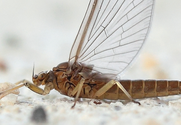 Effimera 3